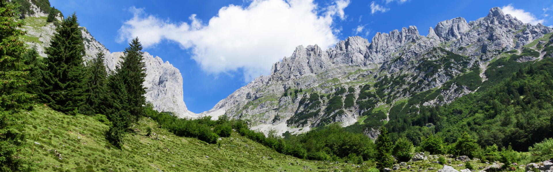 Looking up to the mountains in the Wilder Kaiser range in the Austrian Tirol, with pine trees in the foreground