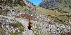 A dog walking in Glen Coe