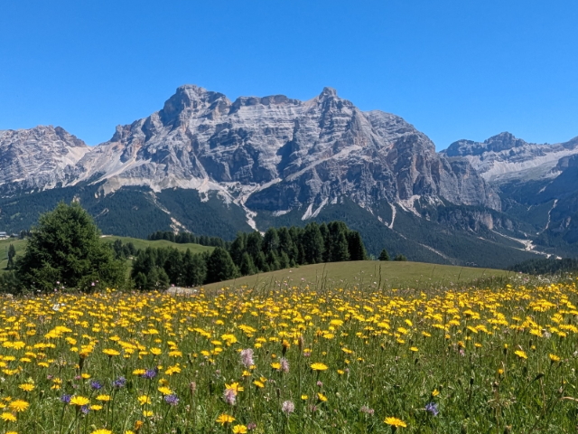 Yellow flowers on the Pralongià Plateau