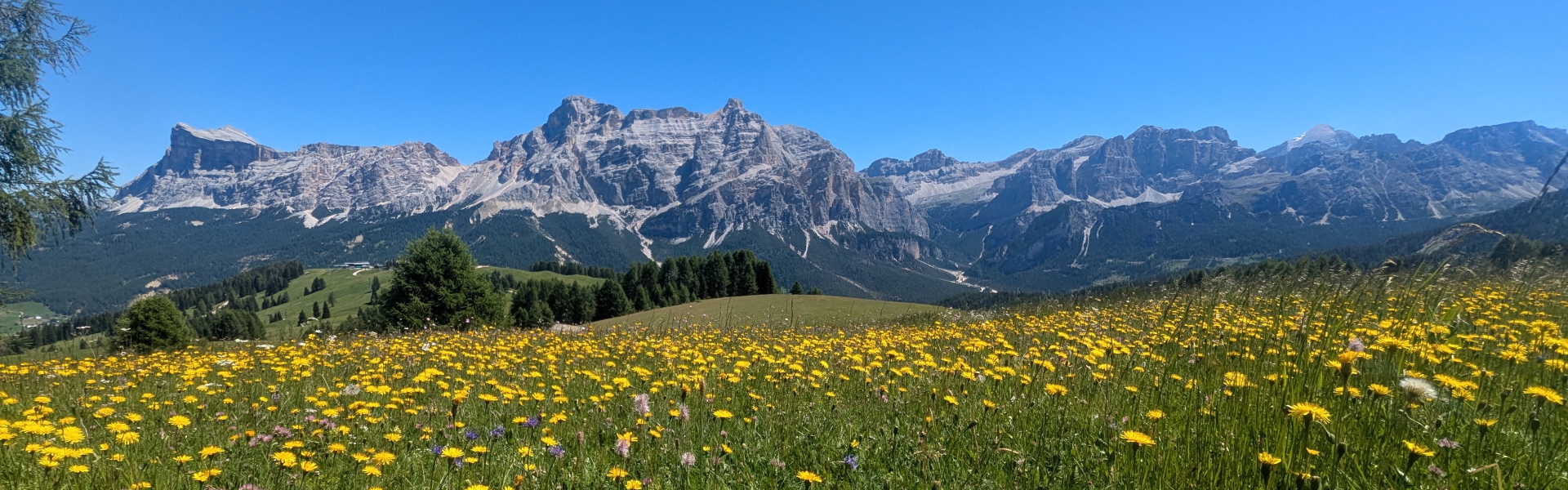 Yellow flowers on the Pralongià Plateau with views behind of the Sennes-Fanes National Park