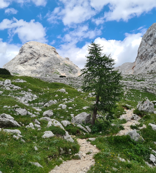 Mountain goats in the Julian Alps