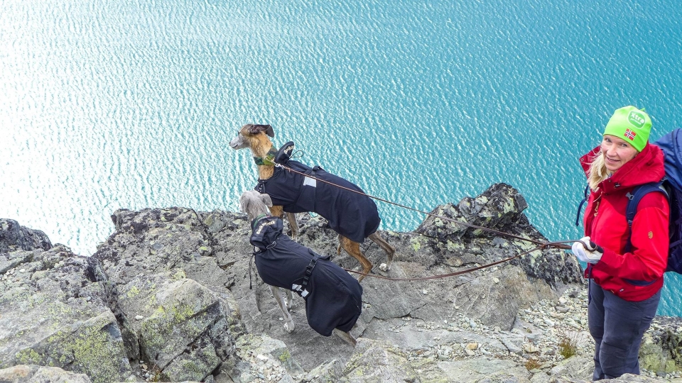 Hiking the Besseggen Ridge with dogs