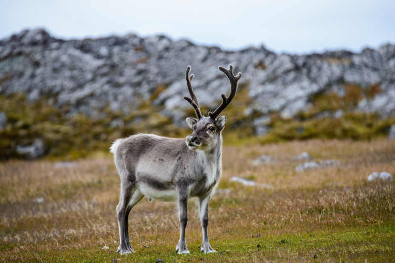 Reindeer on the Kungsleden