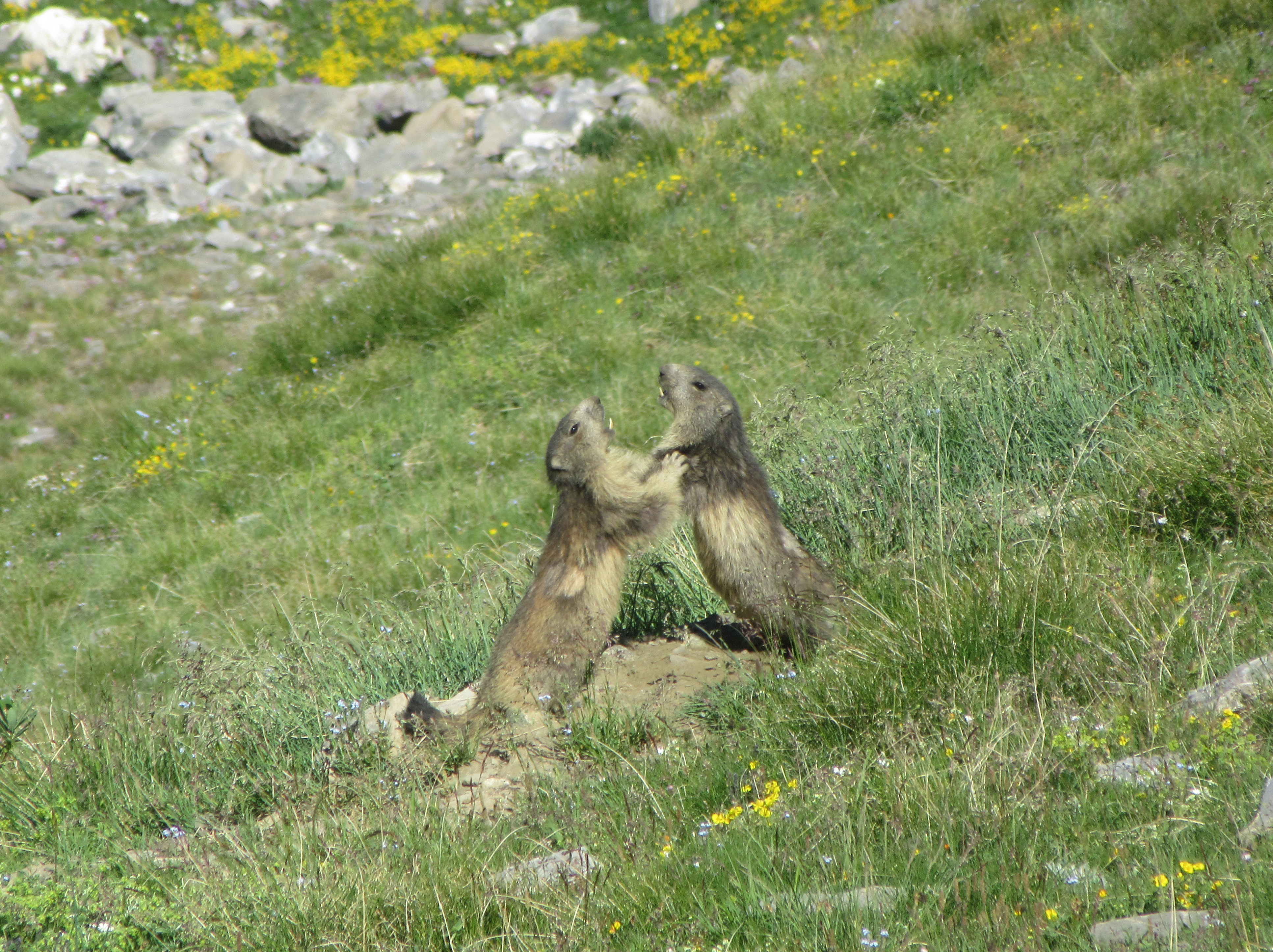 Marmottes on stage 9