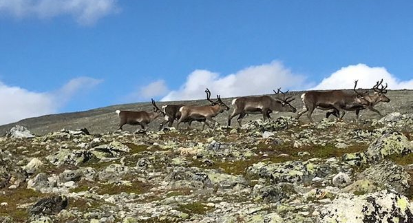 Reindeer on the route