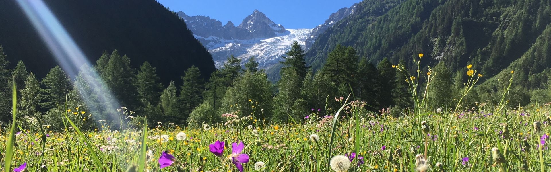 Flowers below Mont Dolent on the Tour du Mont Blanc
