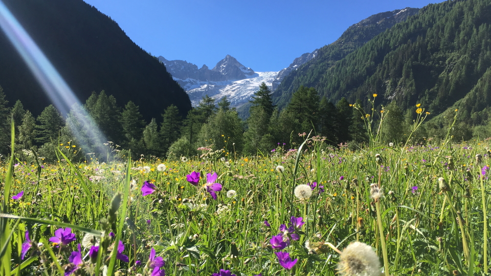 Alpine meadow looking at Mont Dolent